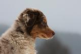 BERGER AUSTRALIEN PUPPIES 561